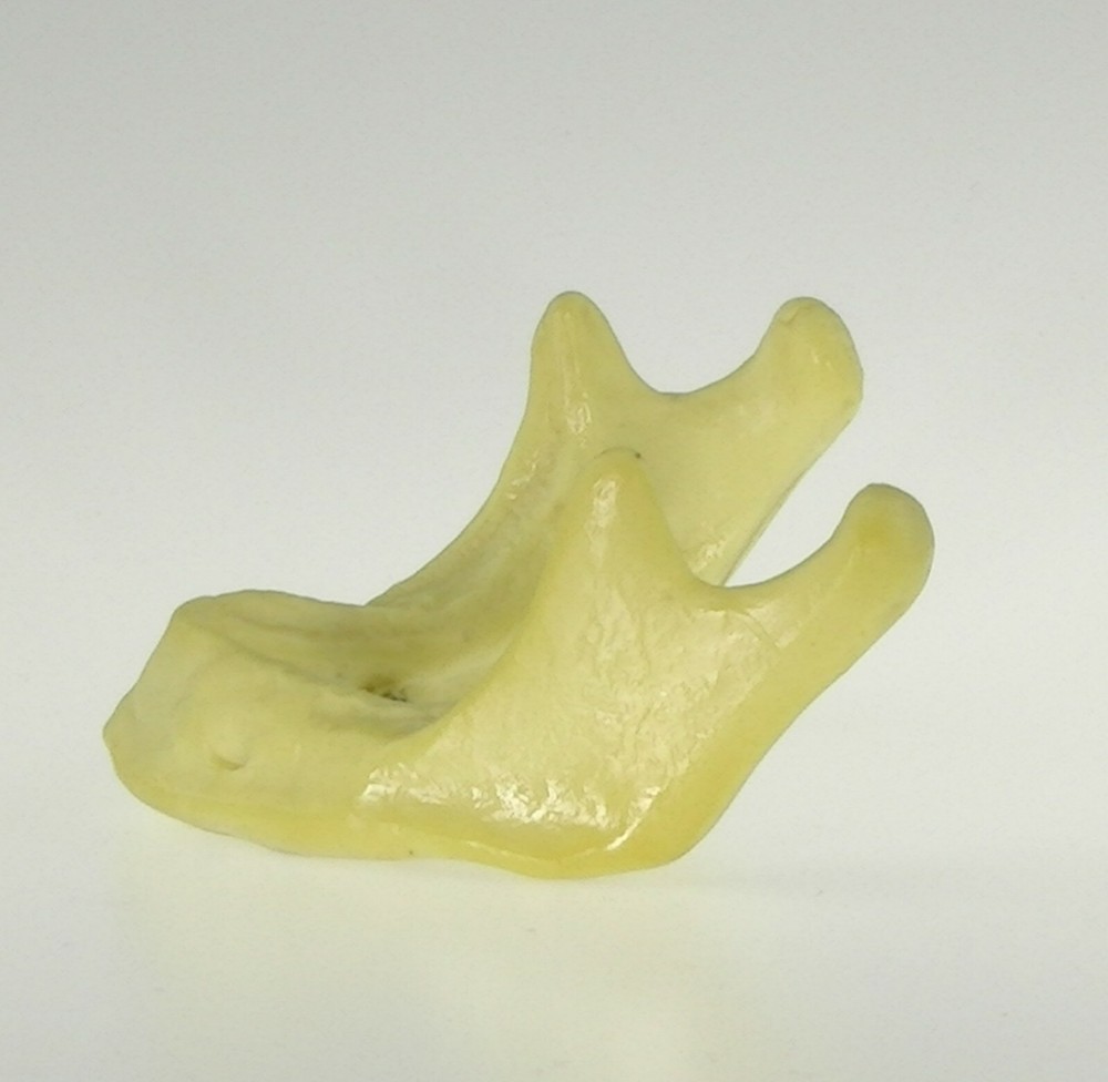 10PCS Dental Mandible Jaw Model for Basic Drilling Implant Insertion Practice