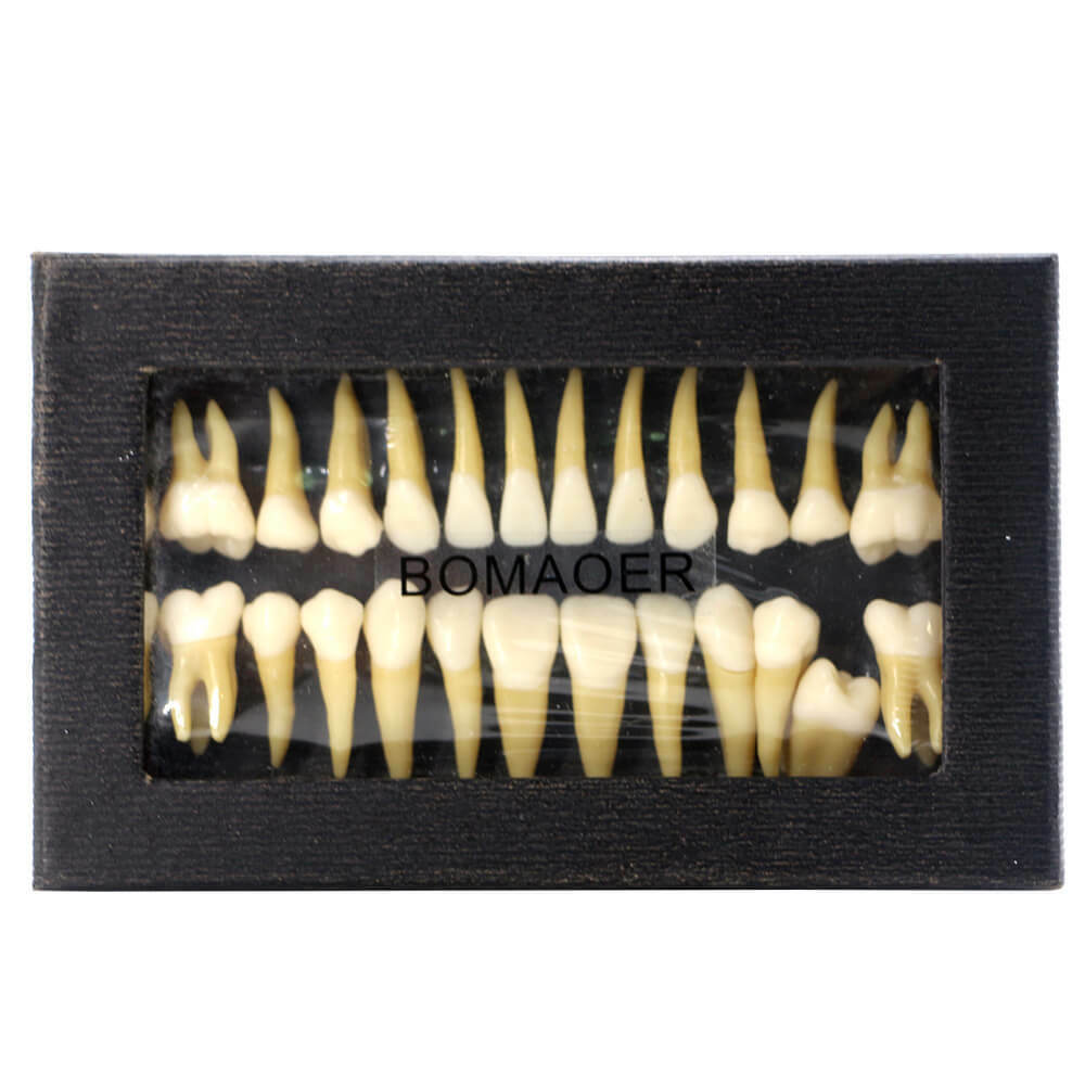 28Pcs 1:1 Permanent Teeth Demonstration Model, Teaching Study Tool