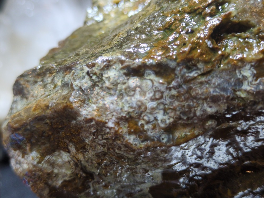 Biggs Jasper Specimen w/ Dendric Natural Form (7lbs 12oz)