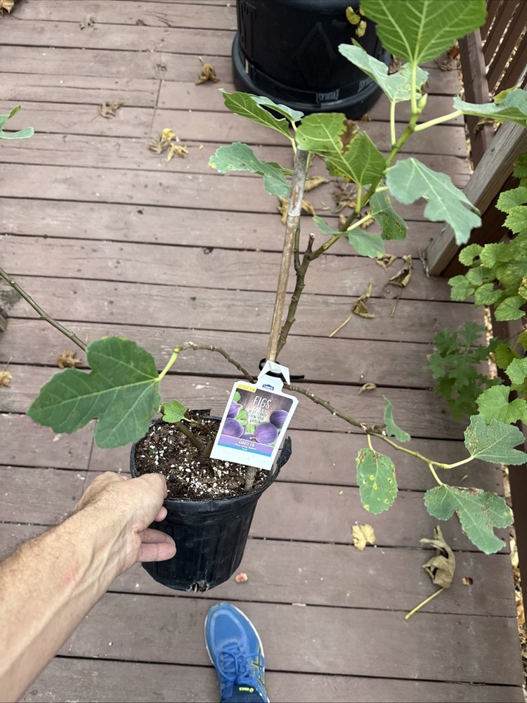 Kadota Fig tree