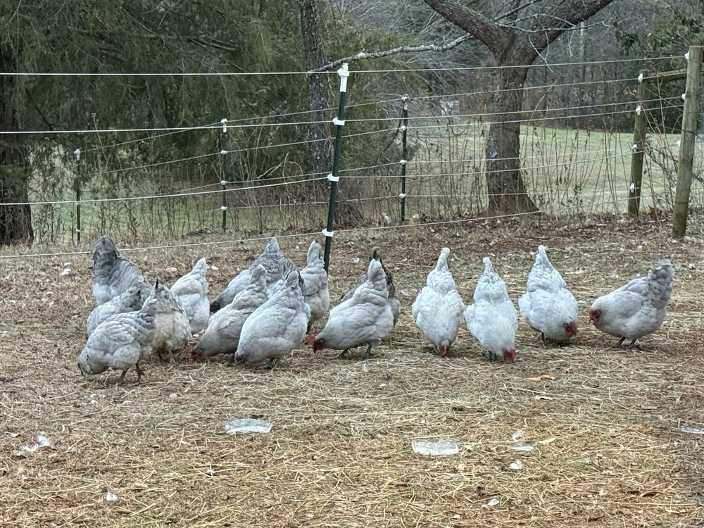 6 Wyandotte / 6 Lavender Orpington Eggs