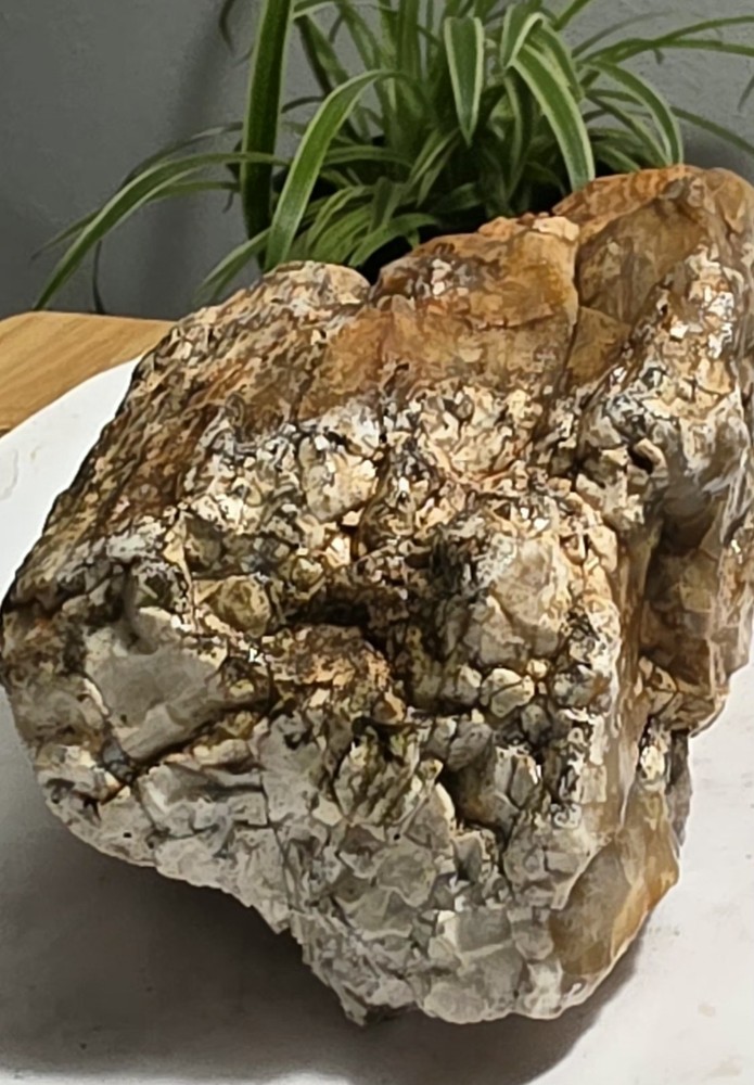 Petrified Wood Agatized