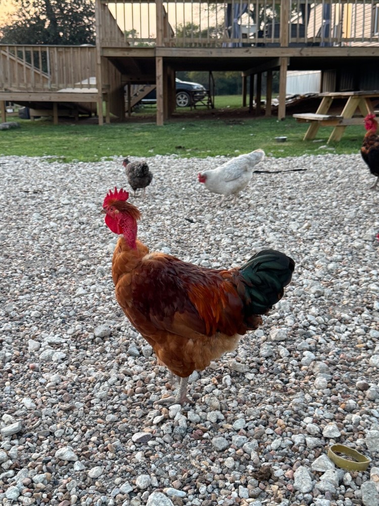 24 Chicken Egg ( Rare breeds Mix )