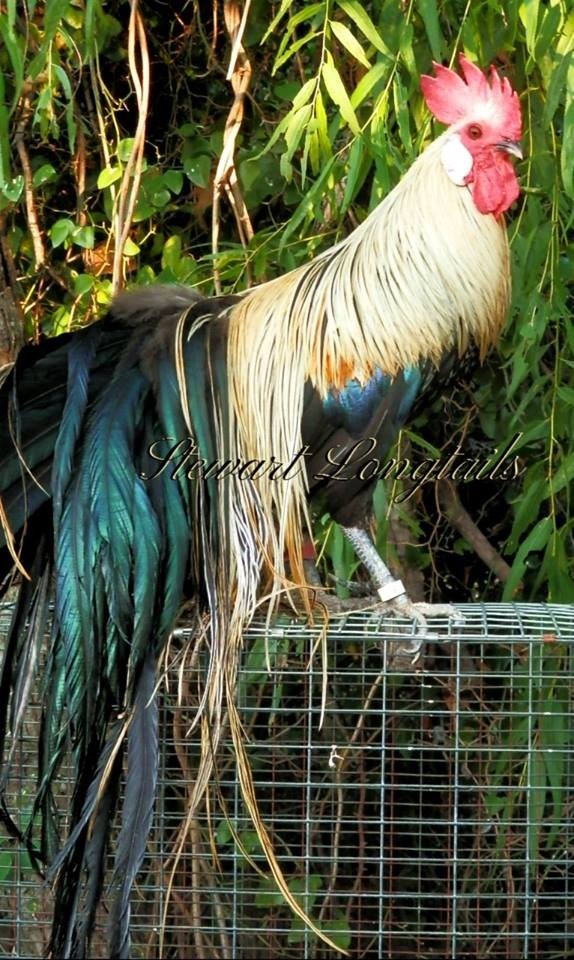 6+ Assorted color Phoenix longtail Chicken hatching eggs L@@K!