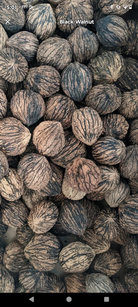 30 Black Walnuts-2025 Harvest