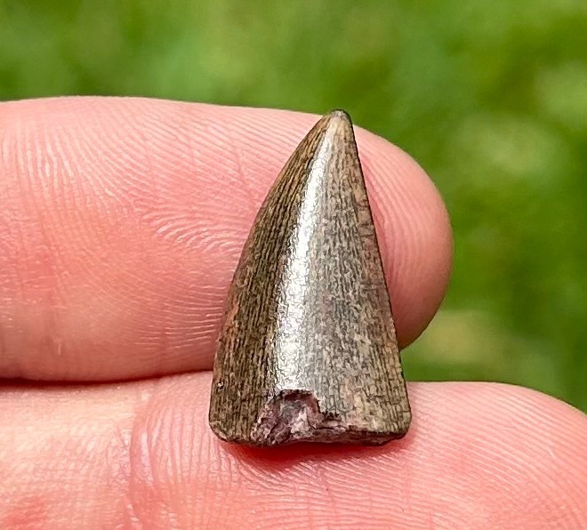 NICE Kryptops Dinosaur Tooth Fossil Niger Abelisaur Theropod Cretaceous