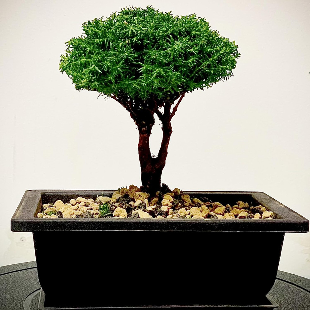3 PCS 14X10 Inch Large Bonsai Training Pots, Rectangular Plastic Bonsai Training