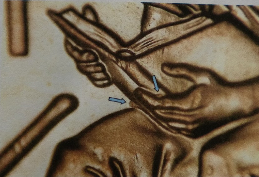2009P Lincoln Cent FY-WDDR-012- B.U.
