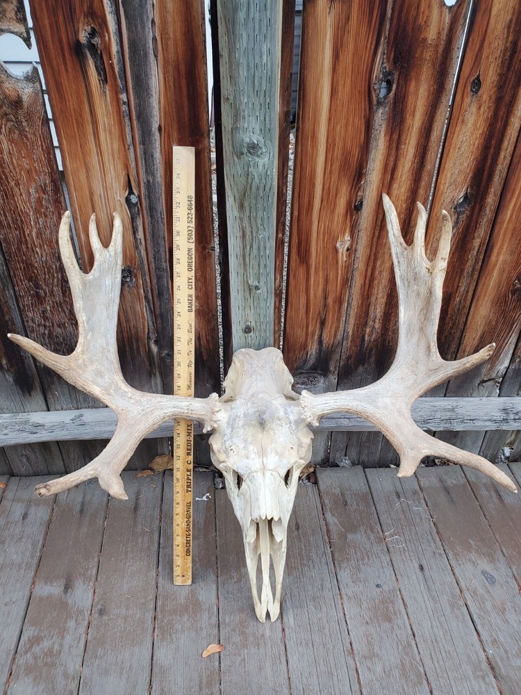 Shiras Moose European Mount