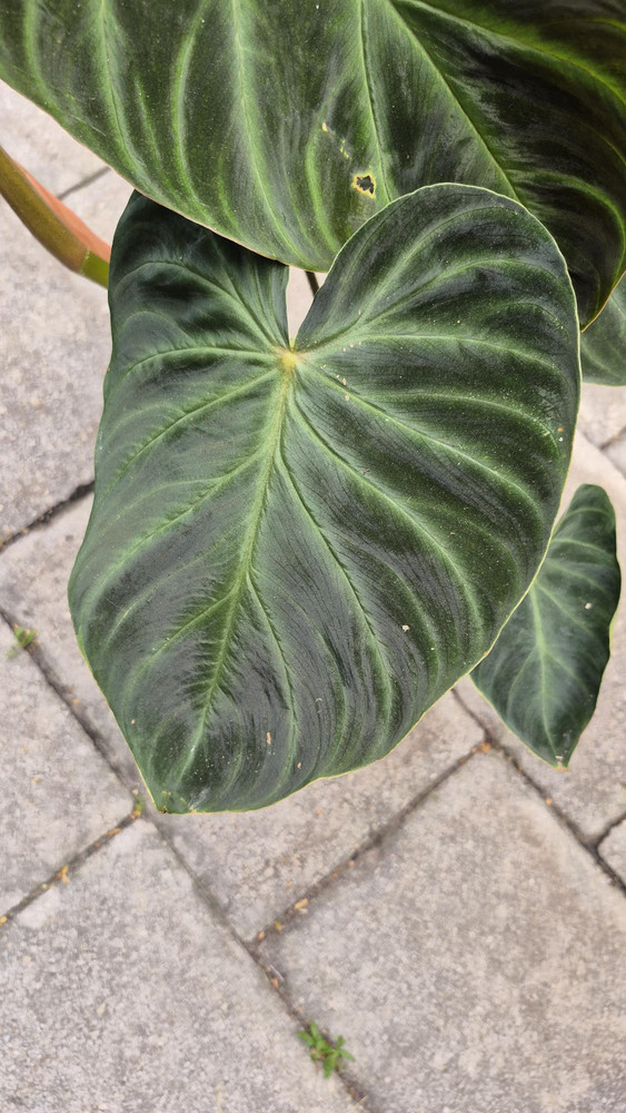Philodendron Verrucosum Amazon Sunset (Large)