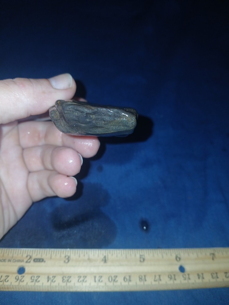 5 oz Texas Black Petrified Wood