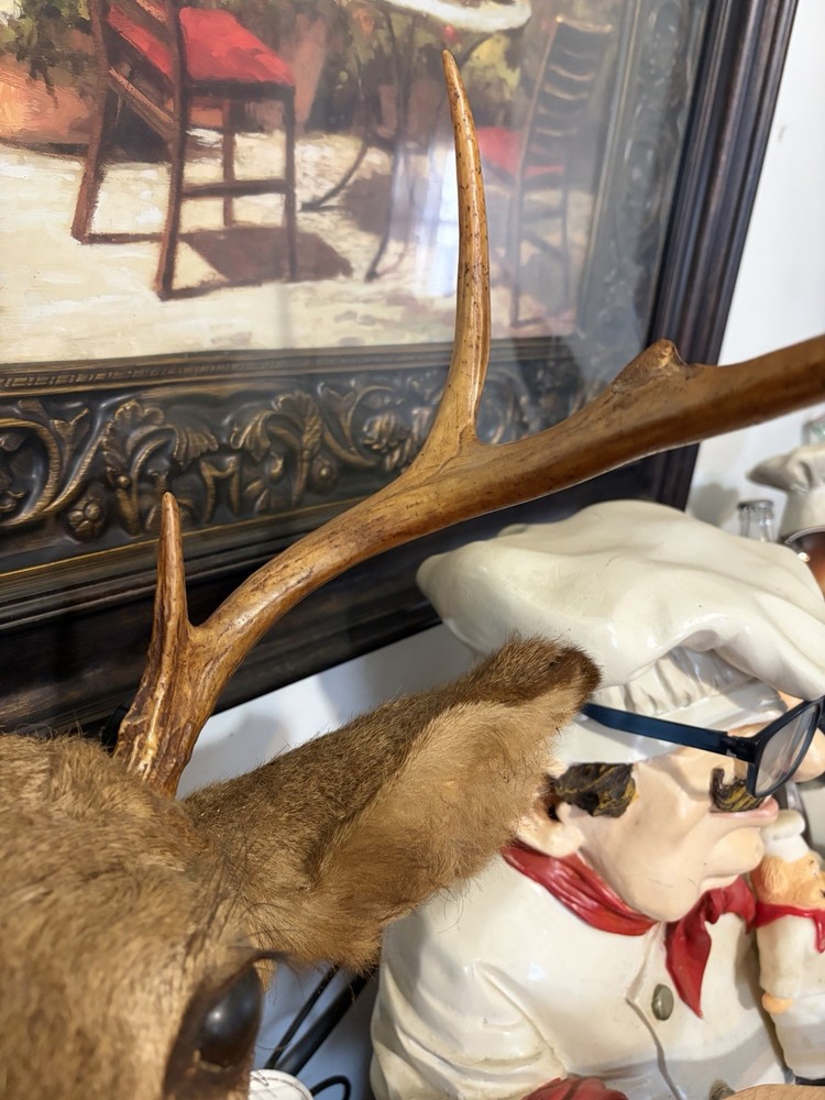 8 Point Buck Mount