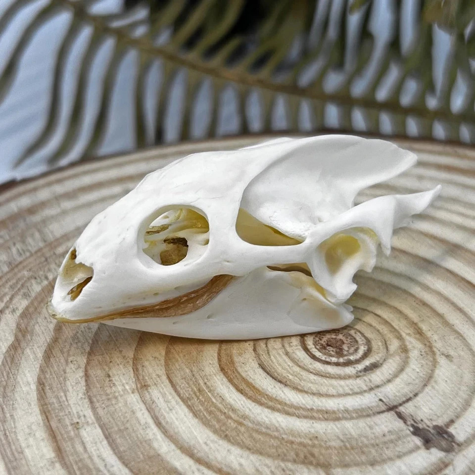 Real Turtle Skull Animal Skeleton Bone Specimen Educational Science Gift