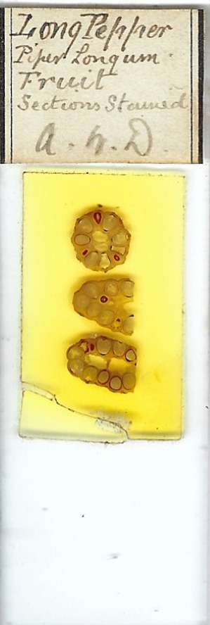 Long Pepper Piper longum Fruit Microscope Slide