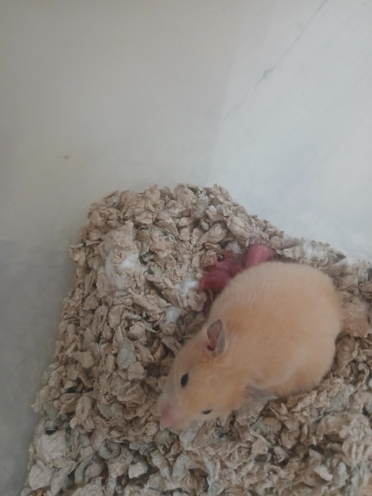 Peaches baby hammiemz