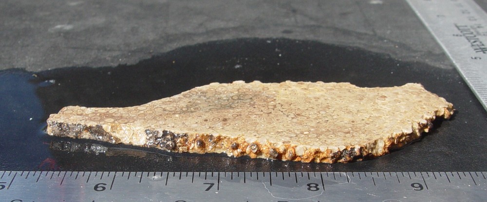 Oolite Lapidary Slab T1211