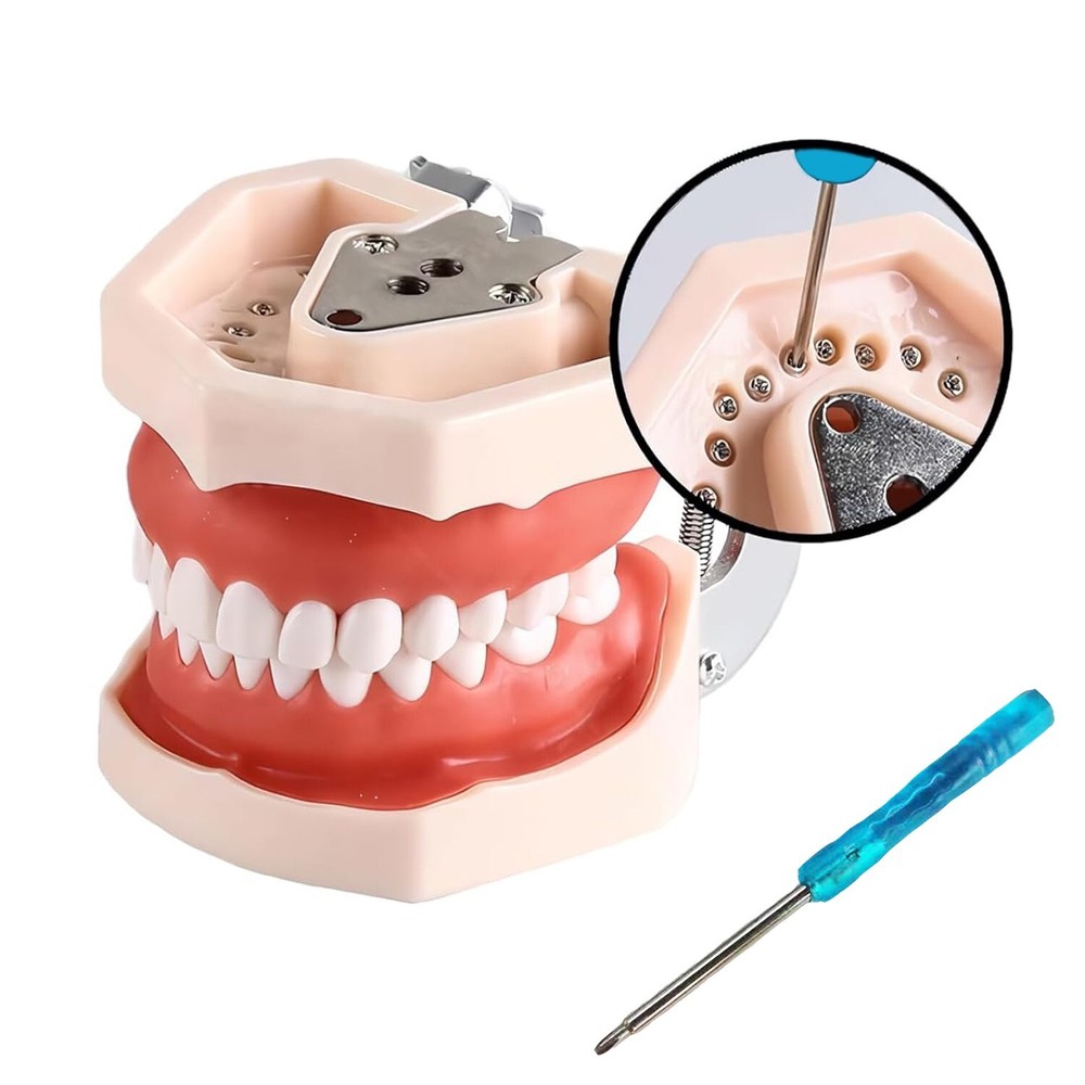 28/32 Dental Typodont Teeth Model Removable Teeth Soft Gingiva Teaching Model