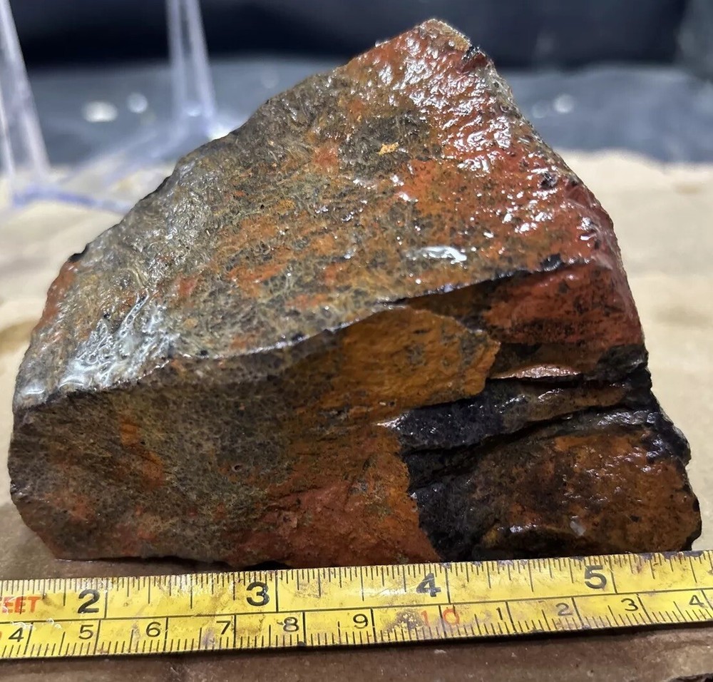 Tempskya petrified Palmwood
