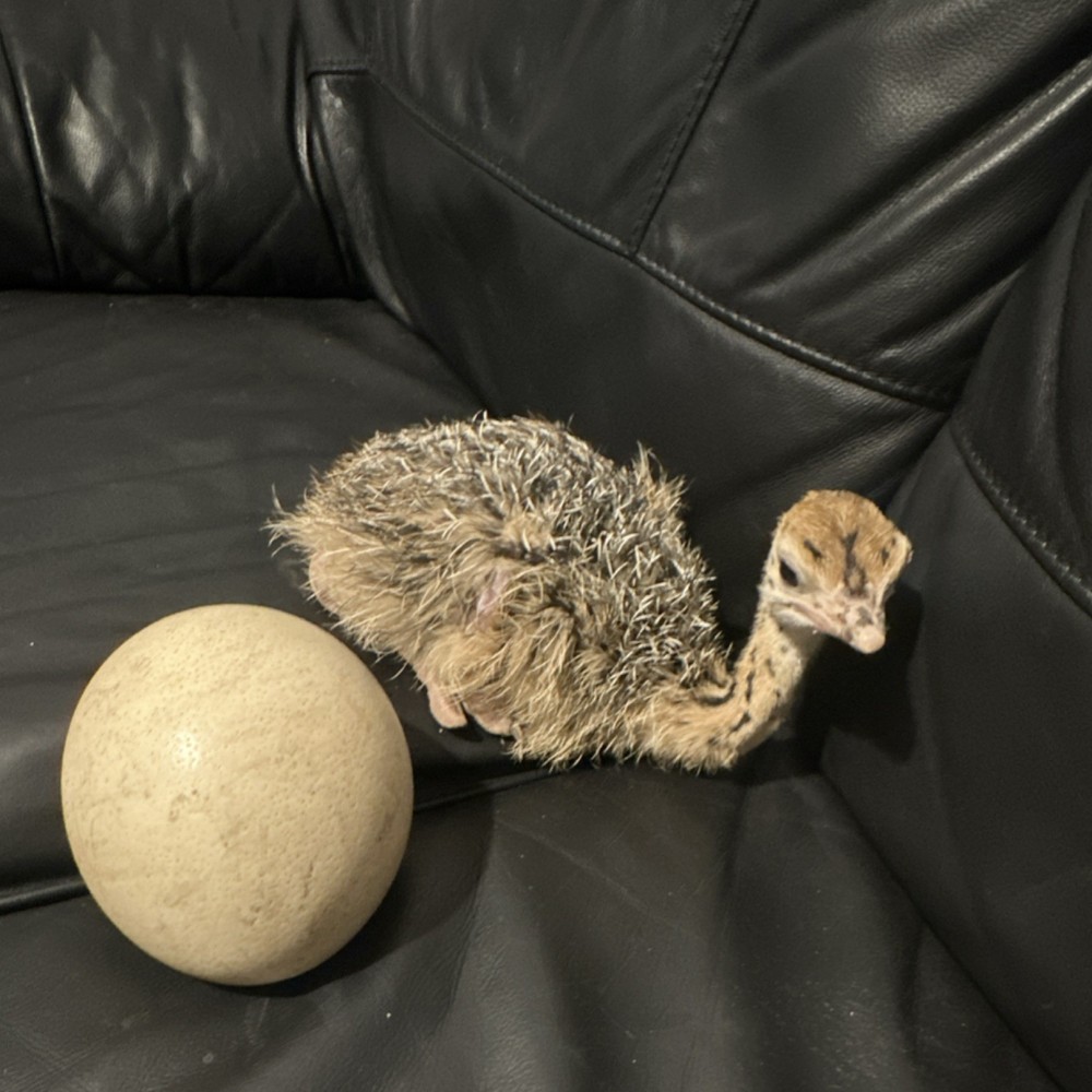 Ostrich Fertile Egg
