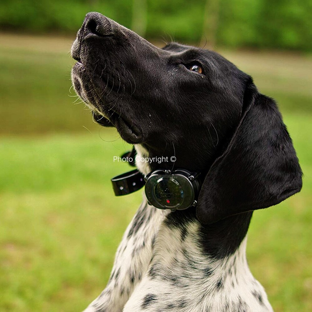 DT Systems Micro-iDT PLUS Add-On Collar Dog Receiver Black MAXX-Range 360°