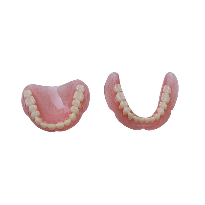Denture Model for Dental Practice High Quality Lab Training Tool Customizable