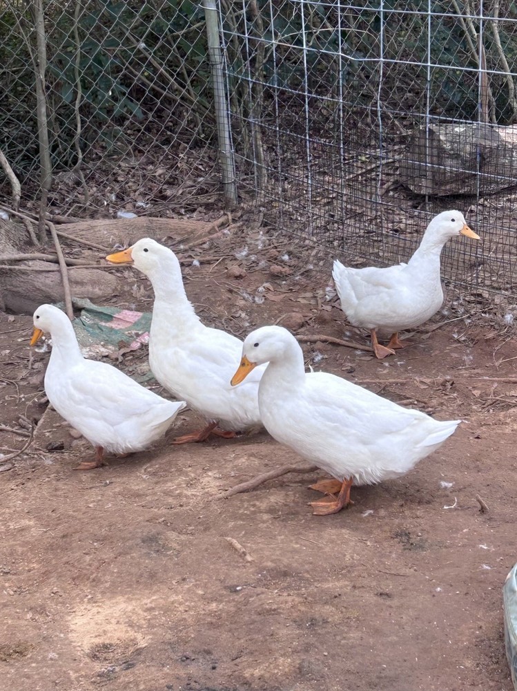 Duck 6+ Hatching Egg Pekin