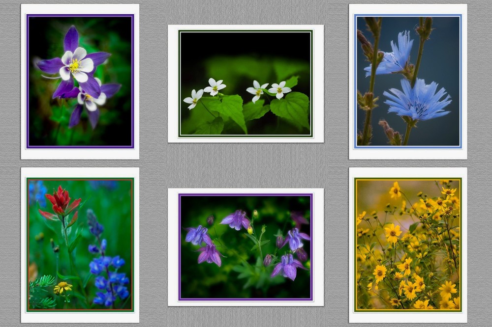 6 Wildflowers Original Photo Blank Greeting Note Cards Paintbrush Columbine