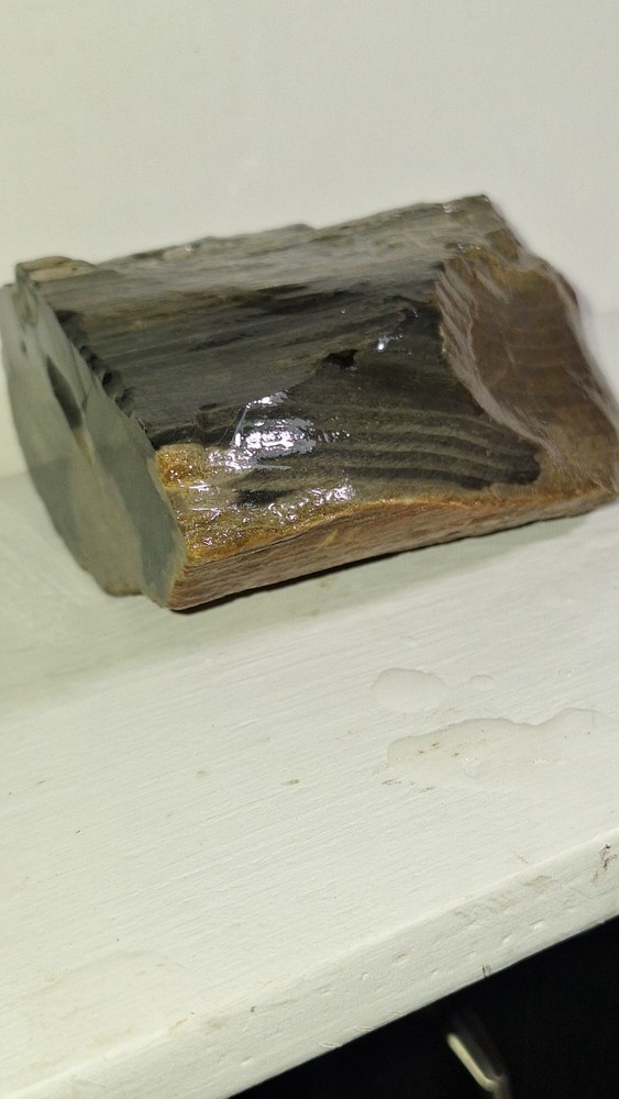 Agatized Petrified Wood
