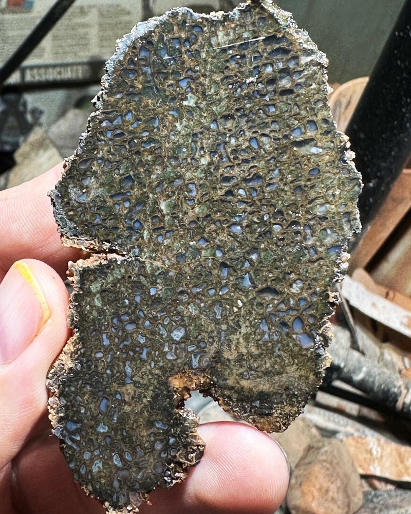 Dinosaur bone rough hxtled end cut.