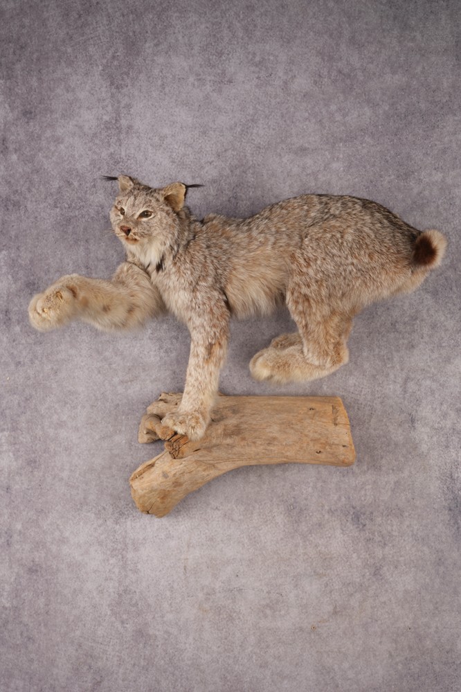 Alaskan Lynx SKU 3238