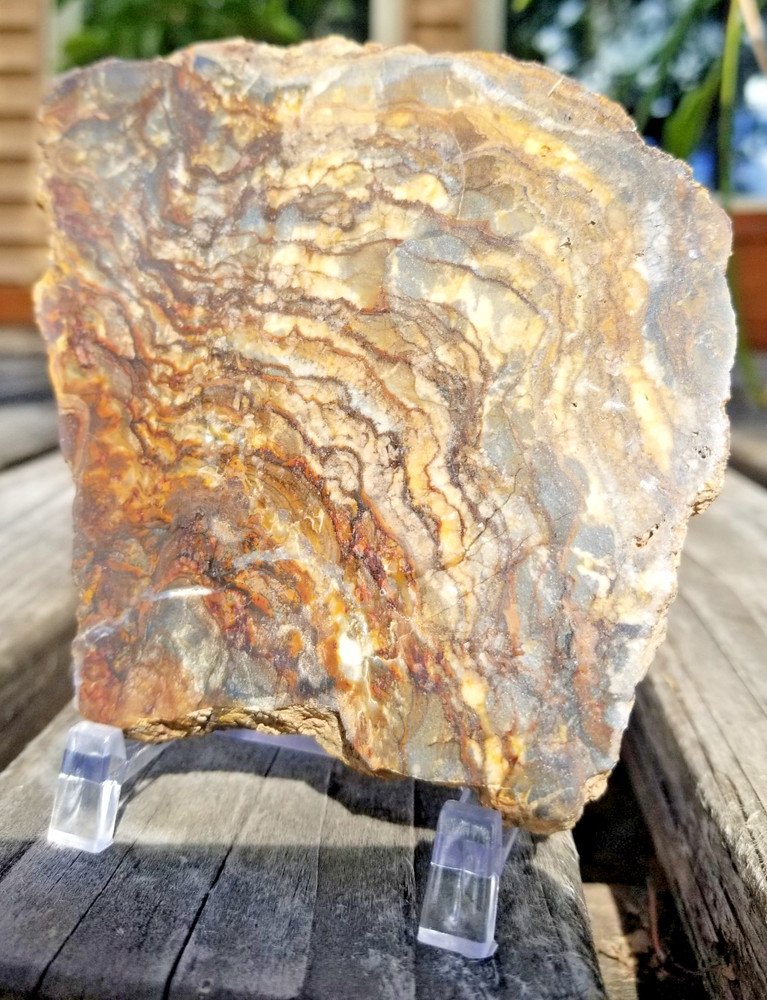 Nice Polished Picture Jasper Slab 5x3.5" Display Unknown Origin Old Collection