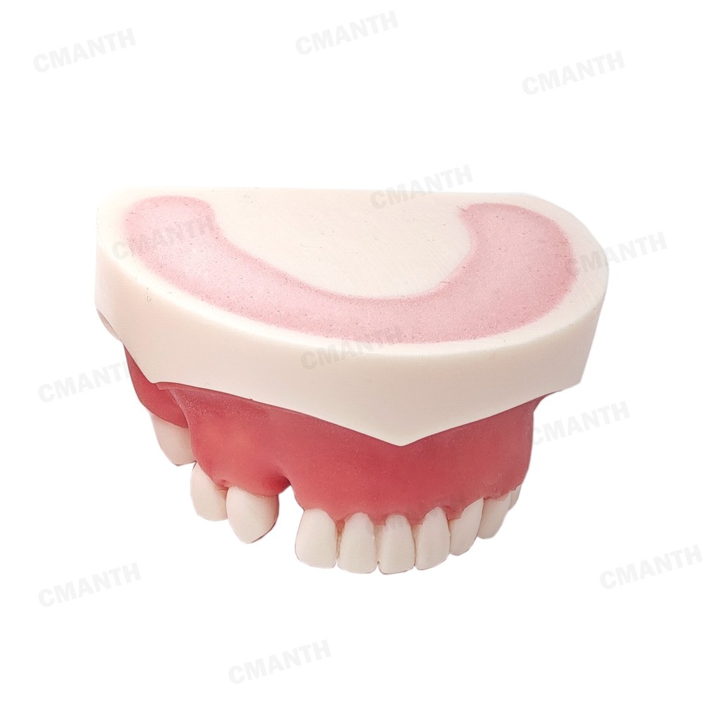 US Dental Teeth Implant Model Soft Gums Model Drilling Open Suture Practice
