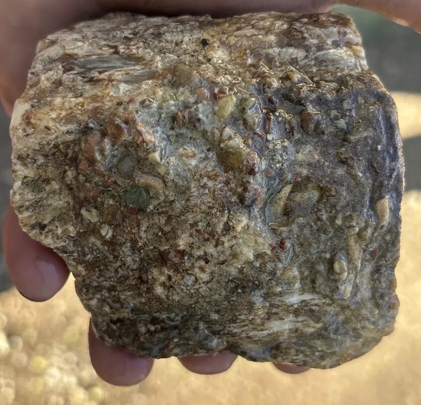 Silver Creek Junction Petrified Wood