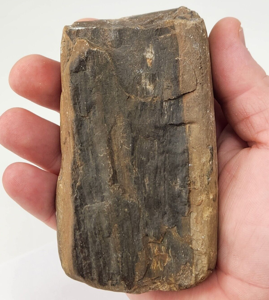 Petrified Wood - Unknown Formation and Age - Fossil
