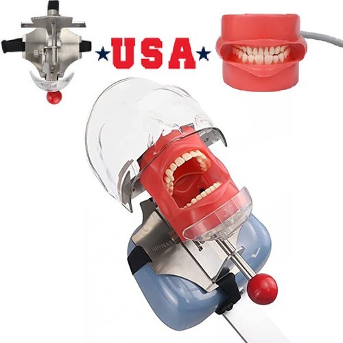 Dental Simulator Manikin Phantom Head Model Teeth Model for Training Practicing