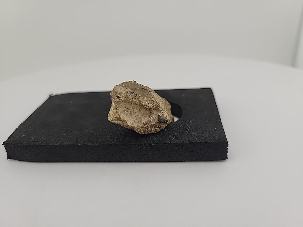 Fossilized Raptor Talon Dinosur Permineralized Fossil