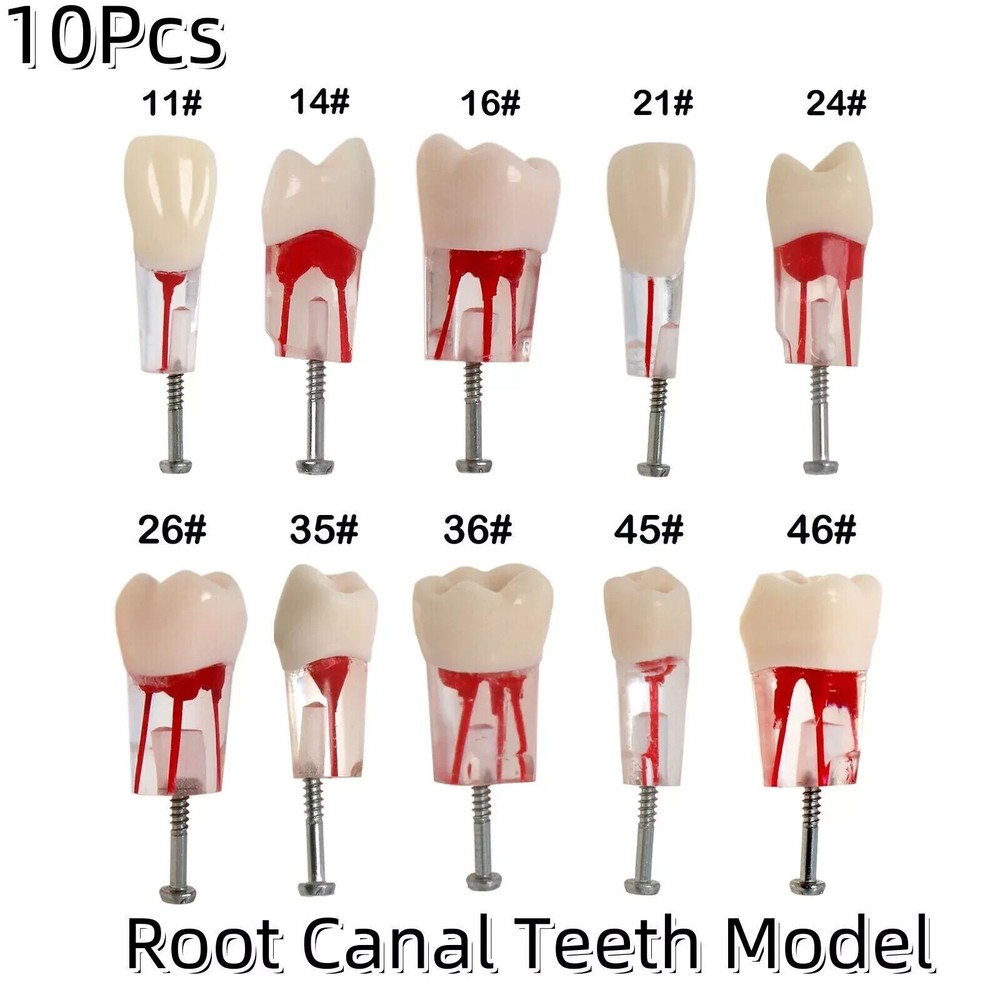 10Pcs/Set Dental Endo Root Canal Teeth Model Study RCT Practice Typodont Model