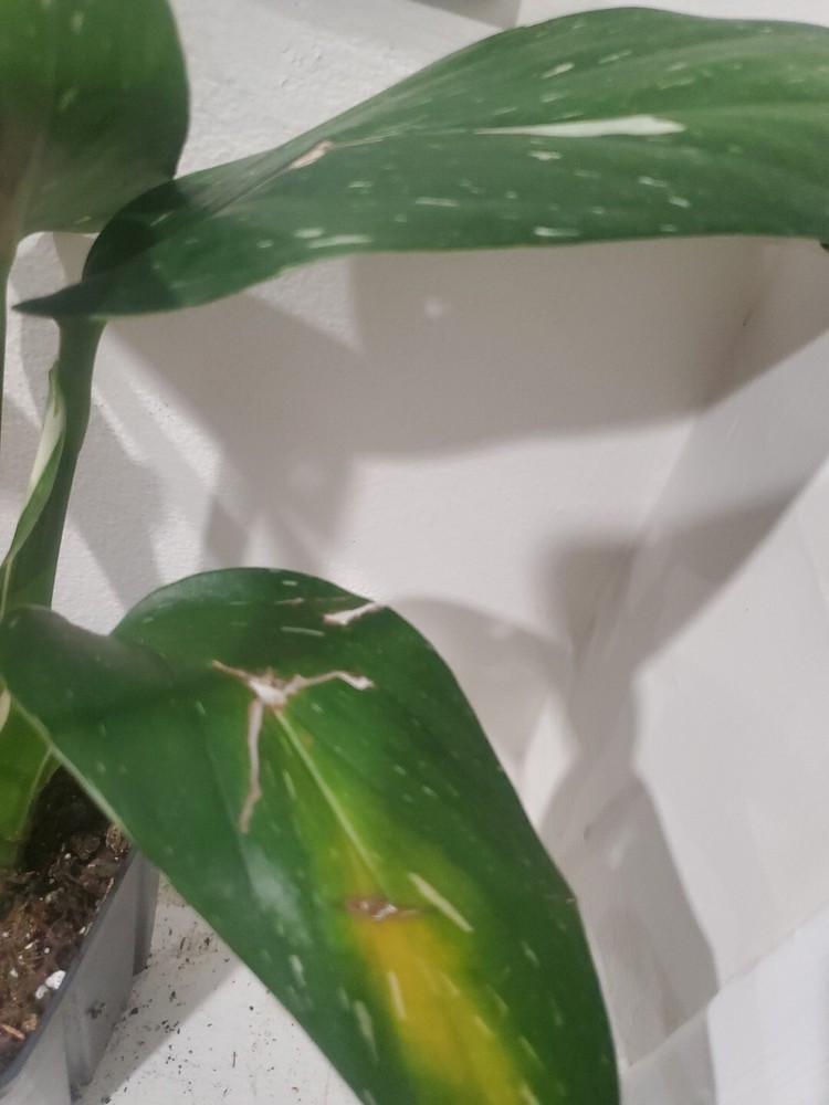 1 Live Matured Philodendron White Knight Galaxy Vine Variegated