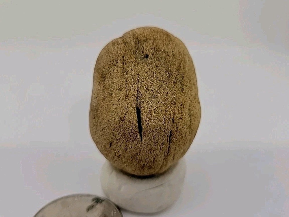 Real Permineralized Reptile Egg Fossil