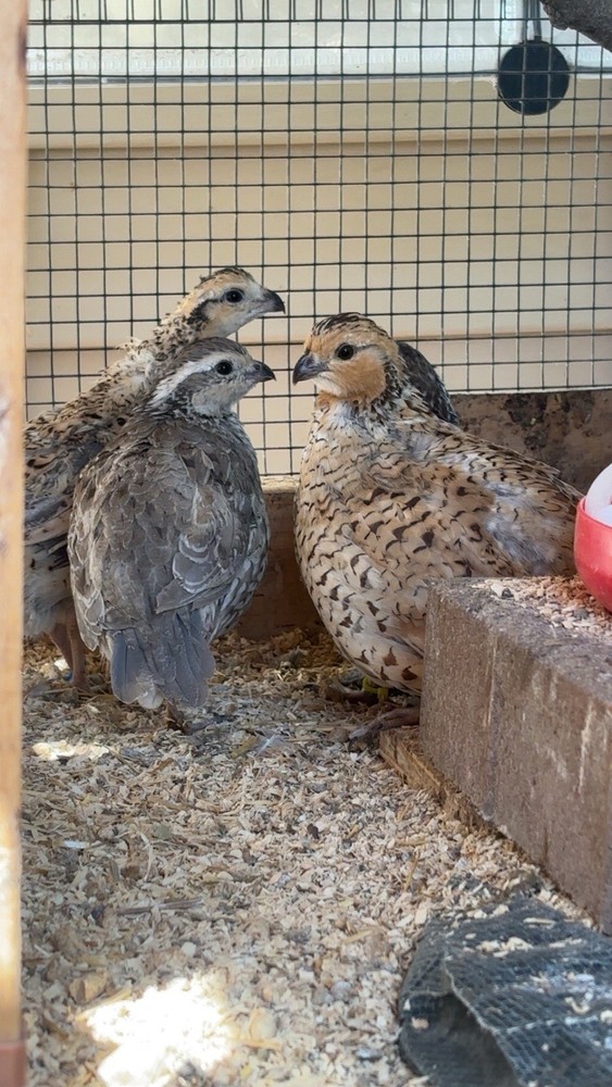 12+ Mixed Bobwhite Hatching Eggs