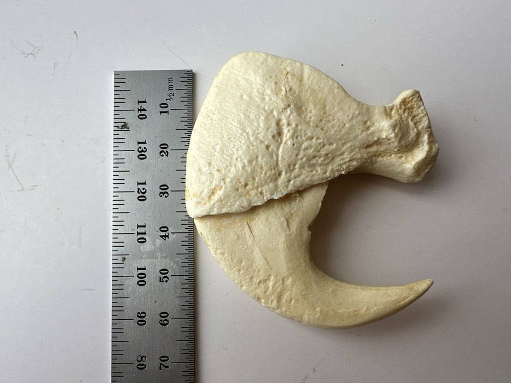 a replica jaguar claw. 
