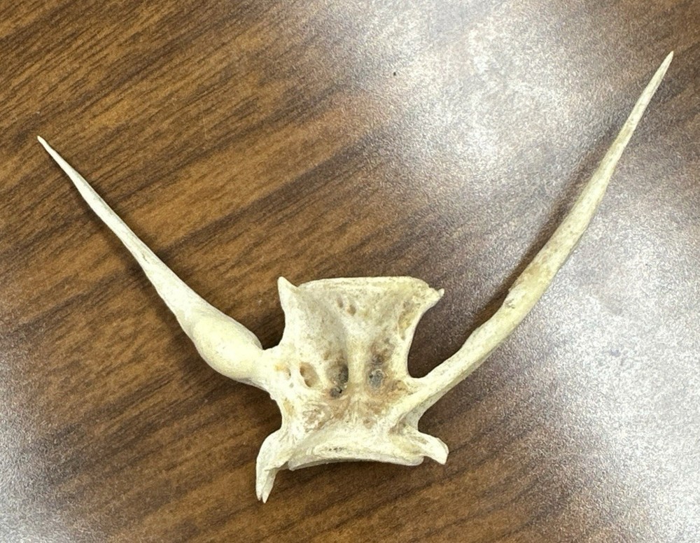 Fish Vertebrae Over 3” Long