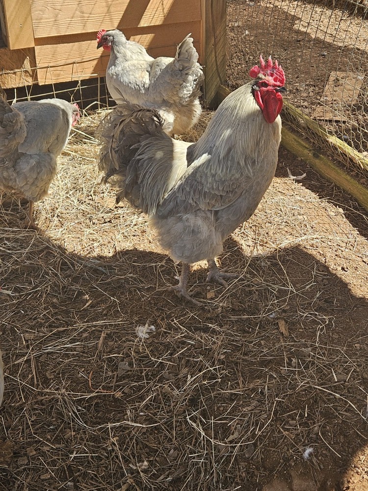 12 Lavender Orfington Hatching Eggs