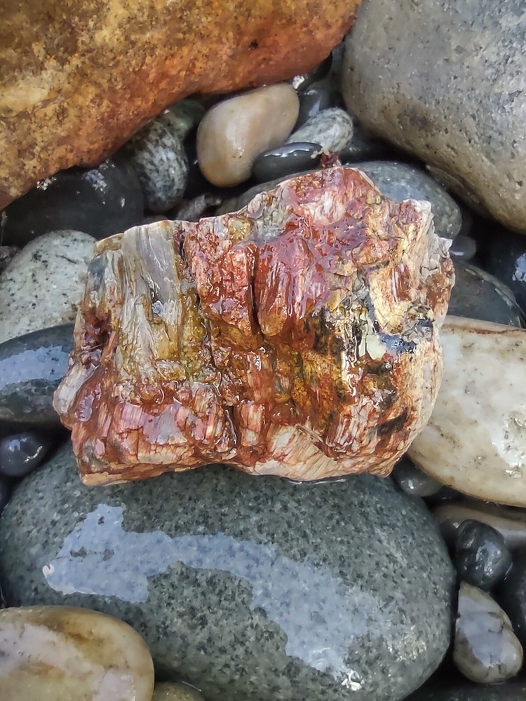 Petrified Opalized Wood Nice Display Colorful Chunk 10 Onces