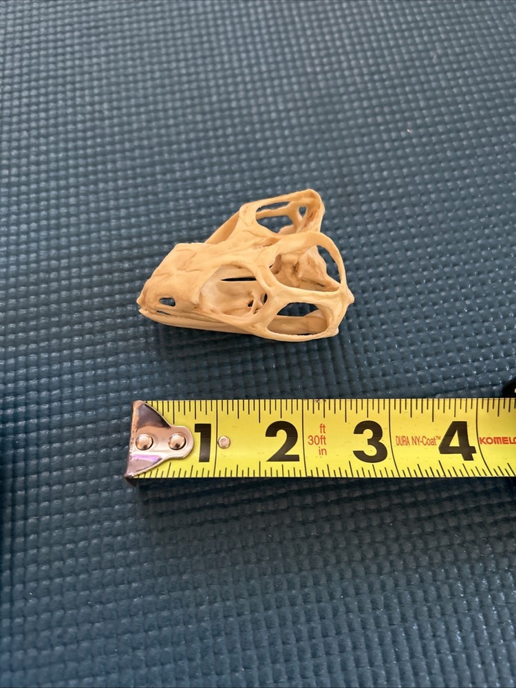 iguana skull Tuatara Resin