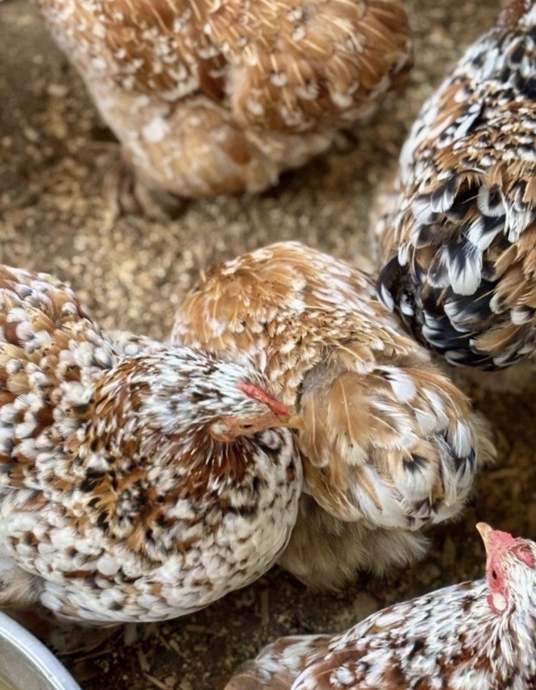 Cochin Bantam Mille Fleur Hatching Eggs One dozen