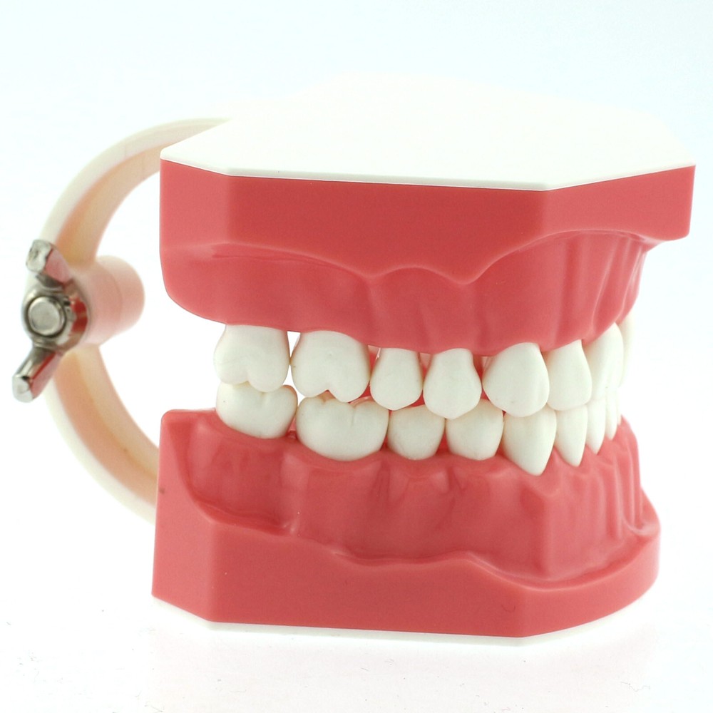 Dental 1:1 Model Brushing Flossing Practice Teeth Typodonts Model Teach Study