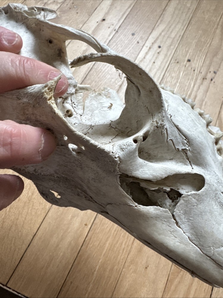 Animal Skull ? Deer Real