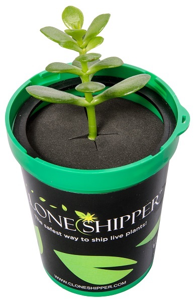 Clone Shipper Classic W/ LED Light Shipping Cuts Just Got Easy SAVE $$ BAY HYDRO
