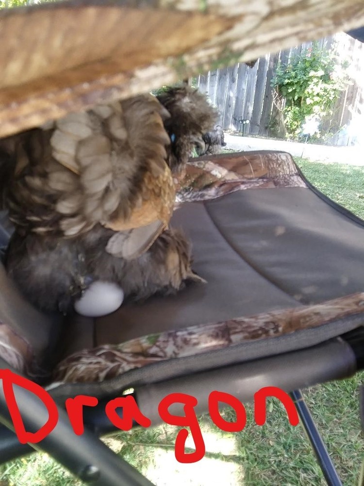 18 Silkie, Satin, Frizzle Hatching Eggs
